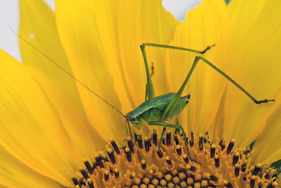 Green Grasshopper on Yellow and Black Flower, bloom, blossom HD wallpaper