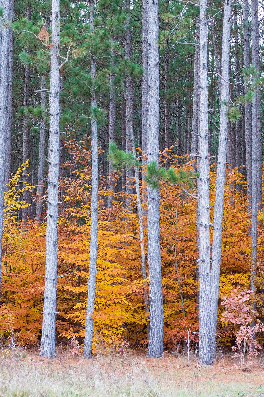united states, white cloud, tree, trees, forest, pine, yellow HD wallpaper