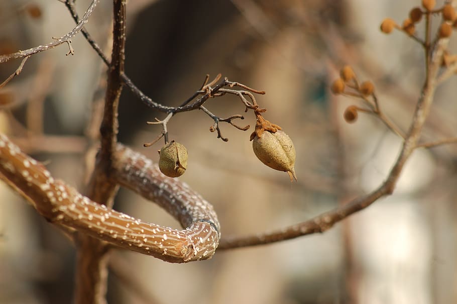 winter, plants, branch, sprig, tree, focus on foreground, close-up HD wallpaper