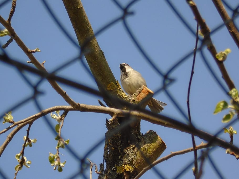 ukraine, animal, spring, blue, black, grey, sky, bird, brown HD wallpaper