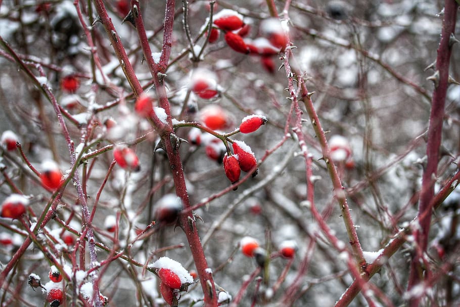Close-up Photo of Thorny Red Tree, berries, blurred background HD wallpaper