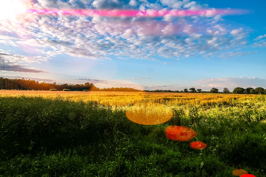 fields, trees, sun, sunset, lens flare, wheat fields, sunshine HD wallpaper