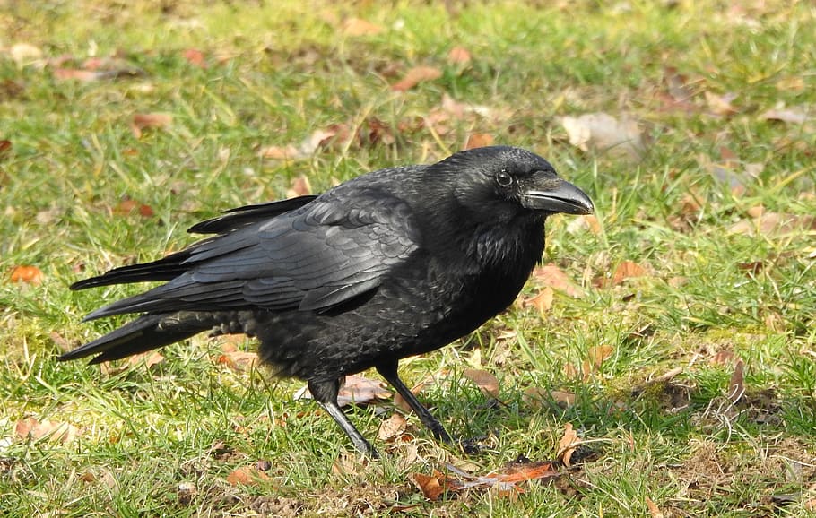 raven, crow, black, bird, animal, nature, raven bird, animal world HD wallpaper