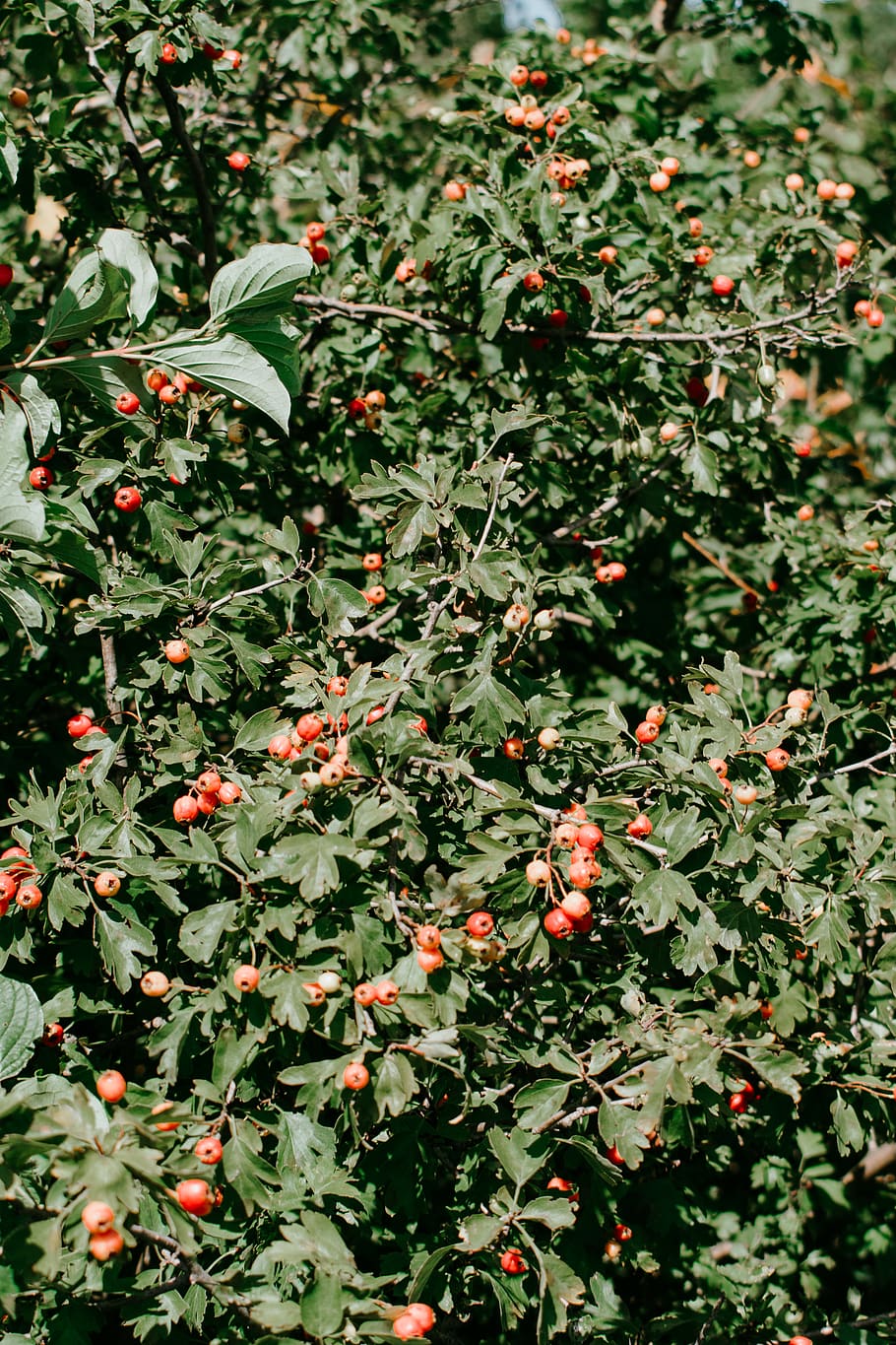 wild, trees, berry, nature, shrub, plant, growth, food and drink HD wallpaper