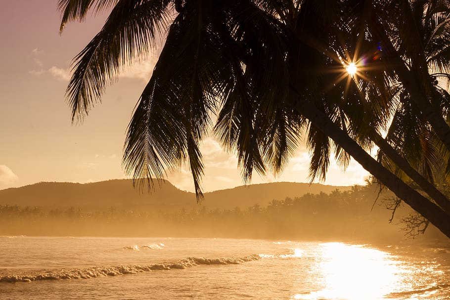 Silhouette of Palm Tree Near Body of Eater, beach, mountains HD wallpaper