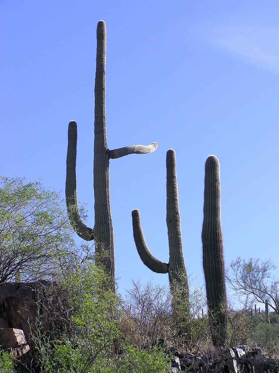 giant, plant, tree, green, nature, cactus, saguaro cactus, succulent plant HD wallpaper