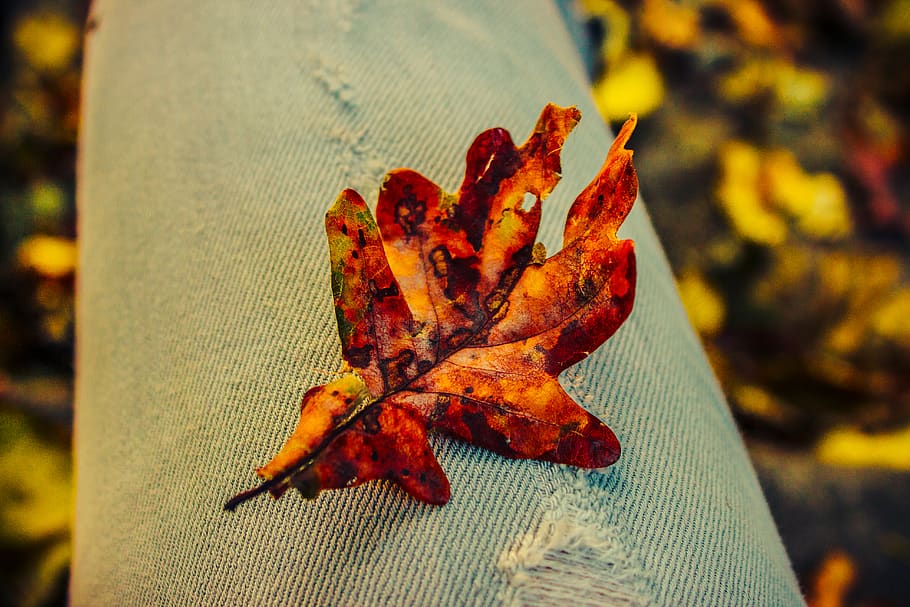 autumn, forest, leaf, jeans, colorful, nature, fall, red, orange HD wallpaper