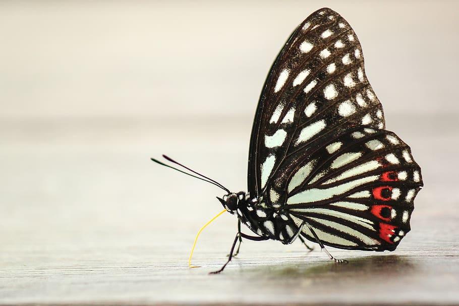 black and white papilio butterfly, insect, taiwan, invertebrate, HD wallpaper