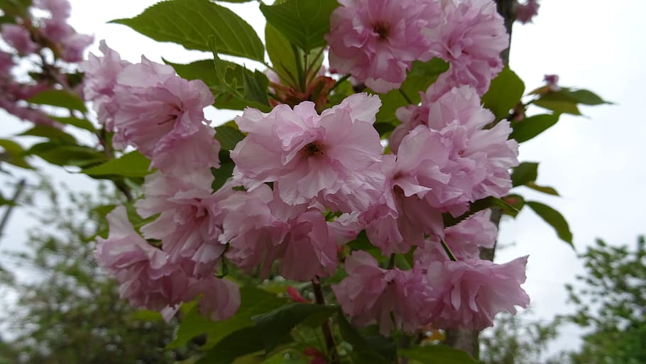 sakura, cherry blossoms, spring, flower, flowering plant, fragility HD wallpaper