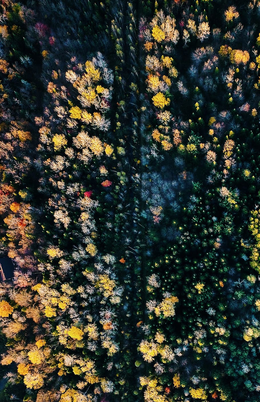 yellow petaled flowers, outdoors, pattern, ornament, nature, fractal HD wallpaper