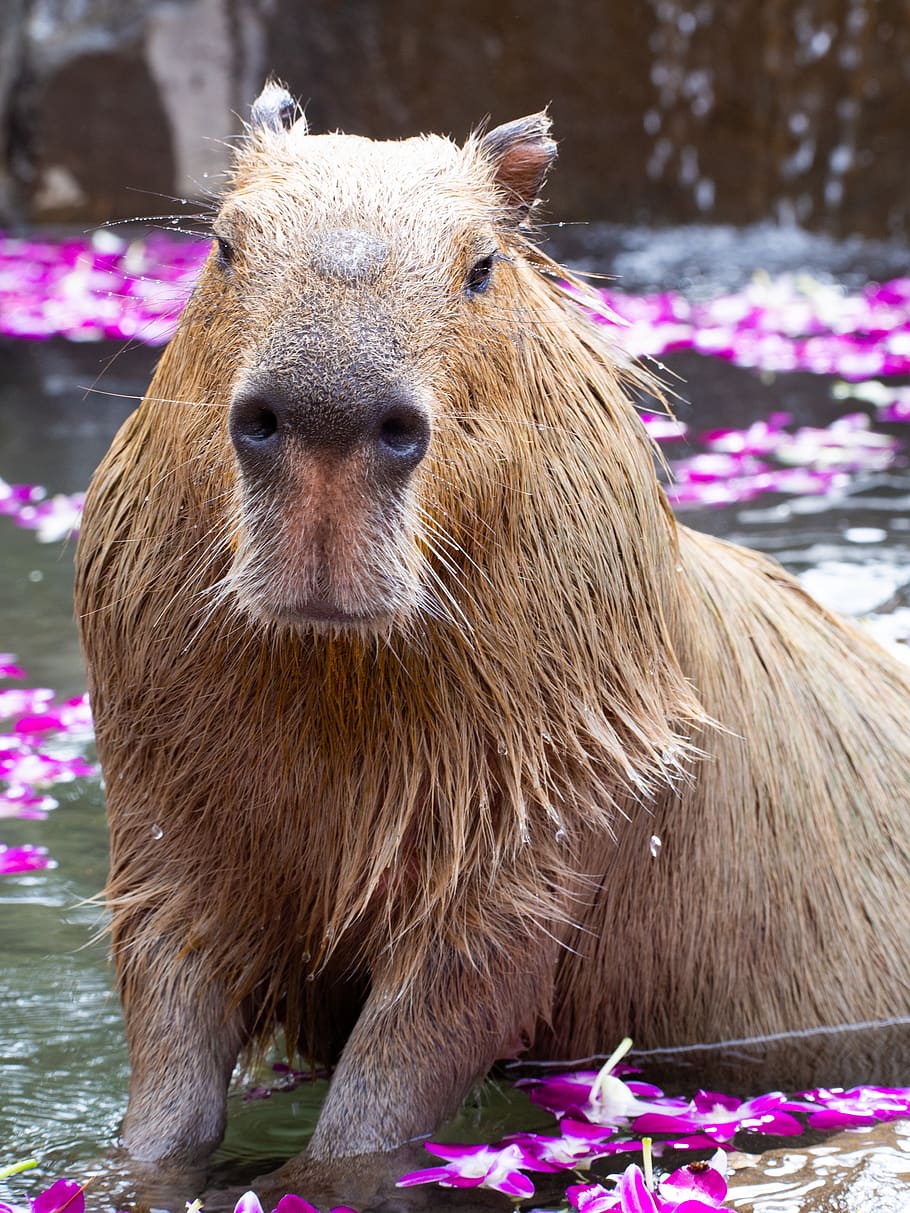 iOS 16 Capybara wallpaper for all of you who need a little more capybaras  in your life   rcapybara
