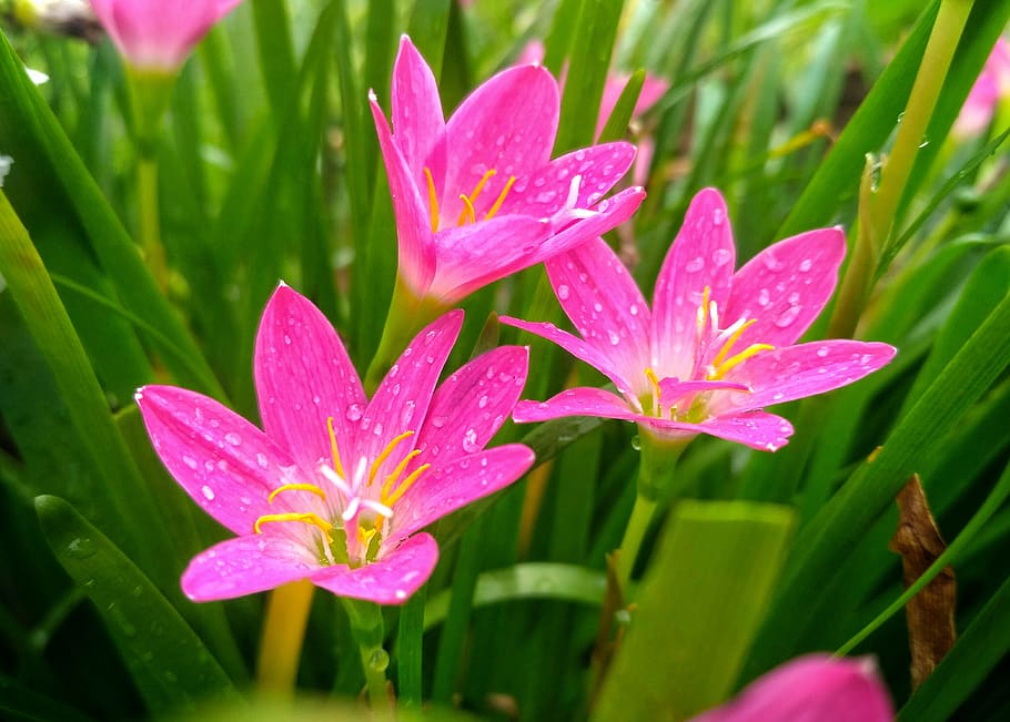 flower, pink, flora, wild, pink flower, beauty, love, plant HD wallpaper