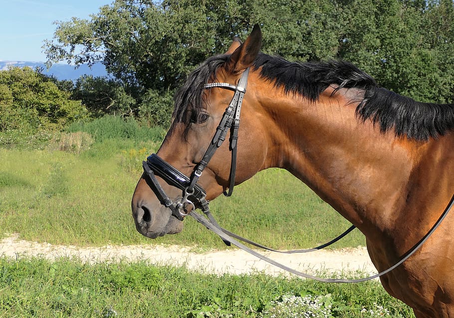 horse, head, neckline, profile, animal, mammal, domestic, domestic animals HD wallpaper