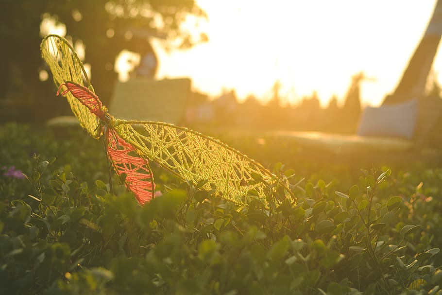 outdoor, forest, grass, sunset, travel, traveller, plant, nature HD wallpaper
