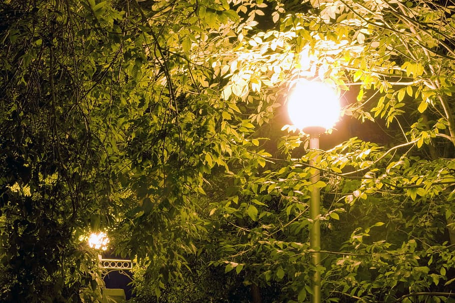 evening, illuminated, light, night, scene, wood, plant, tree HD wallpaper