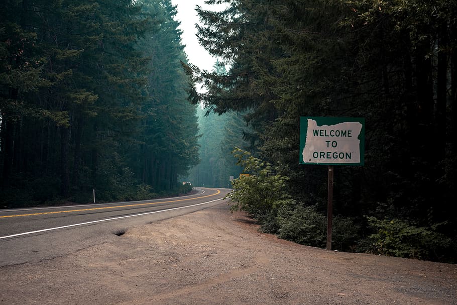 trees, forest, oregon, redwoods, road, wilderness, sign, plant