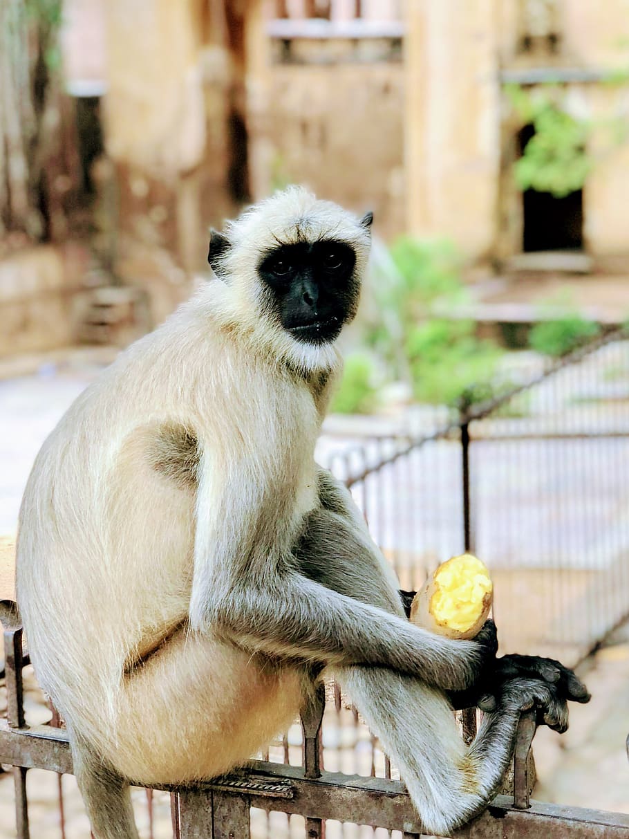 india, samode palace, potato, breakfast, fur, monkey, railing HD wallpaper