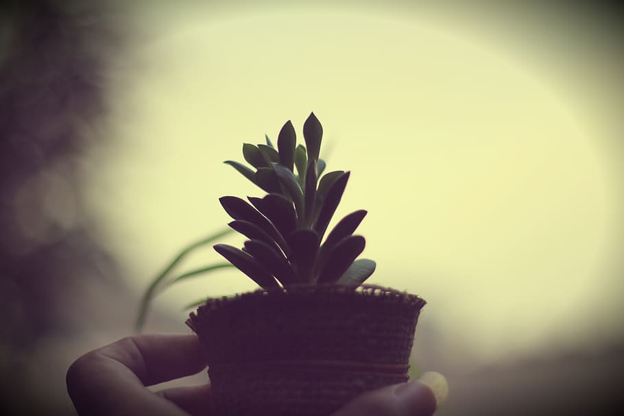 cactus, close-up, one person, indoors, human hand, focus on foreground HD wallpaper