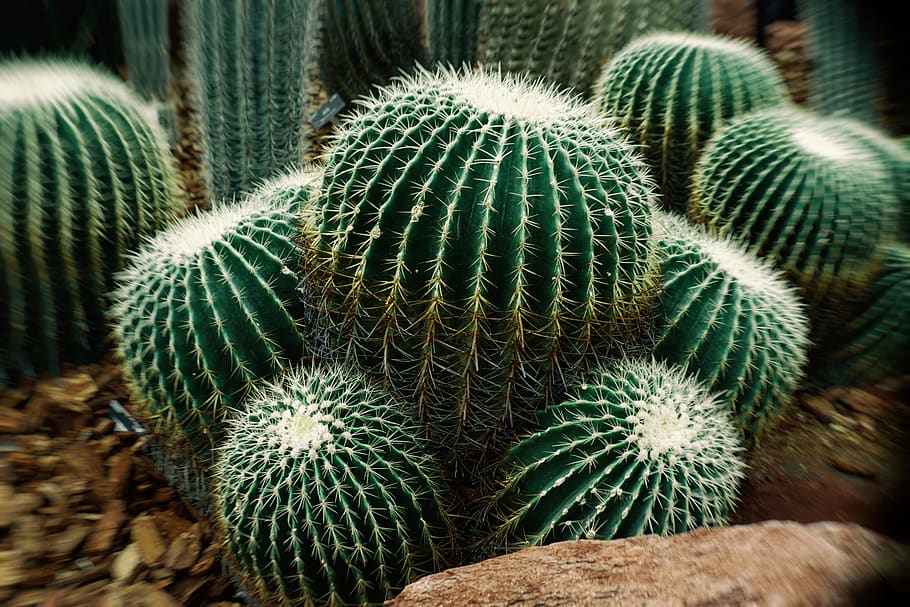 cactus, succulent plant, thorn, growth, close-up, barrel cactus