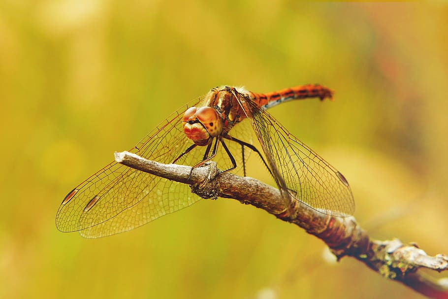 animal themes, insect, invertebrate, animal wildlife, one animal HD wallpaper