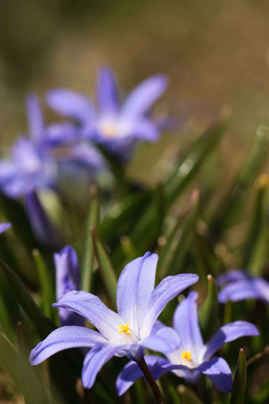 flower, spring, nature, macro, blue, flowering plant, beauty in nature HD wallpaper