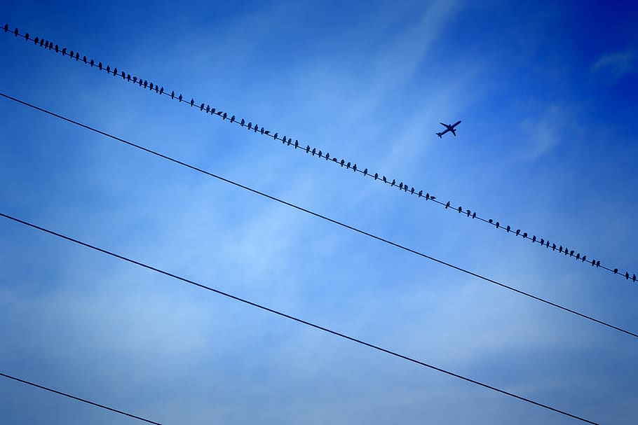 sky, high, wire, performance, current, blue, aircraft, birds HD wallpaper