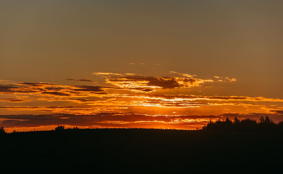 Silhoutte of Trees during Golden Hour, atmospheric, backlit, beautiful HD wallpaper