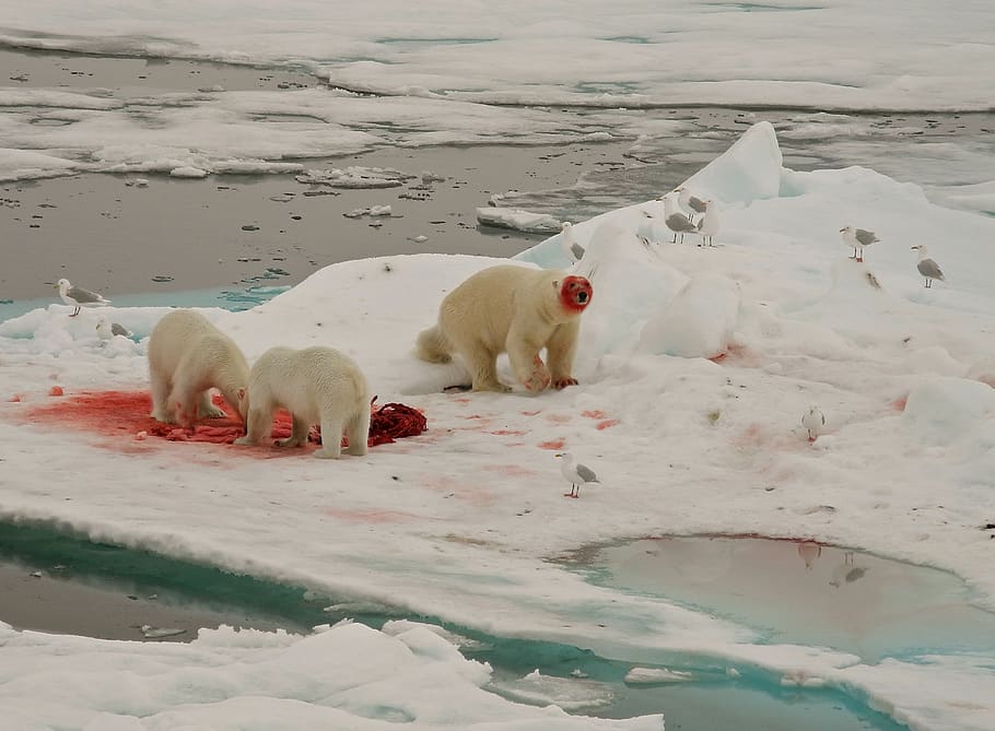 polar bears, feeding, arctic circle, animal, animal themes HD wallpaper