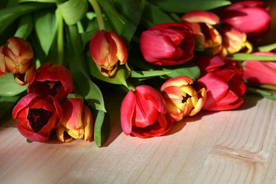 tulips, flowers, spring, cut, red, green, natural, fresh, wooden surface HD wallpaper