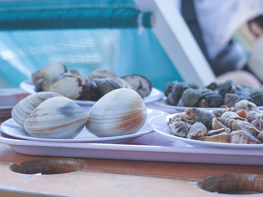 snail, discus snail, feed, shell, clam, seafood, the sea, food and drink HD wallpaper