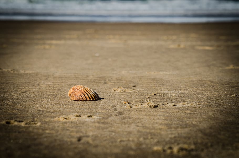 shell, beach, sand, sea, vacations, coast, summer, ocean, mussels HD wallpaper