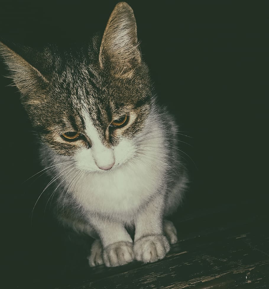 cat, night, cute, sweet, eyes, domestic, pets, domestic animals HD wallpaper