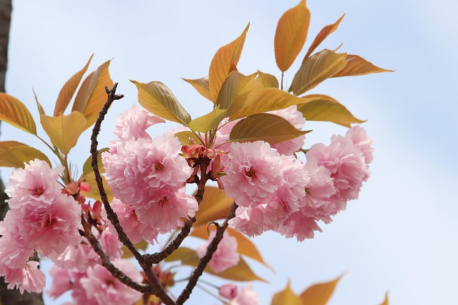 spring, spring flowers, nature, plants, season, garden, flowering HD wallpaper