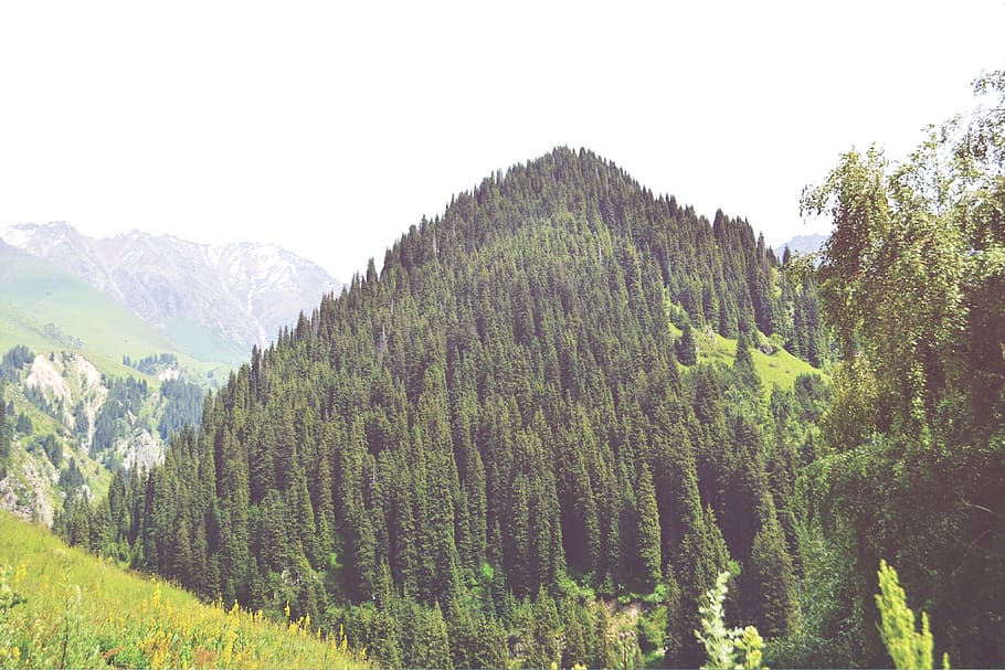 mountain, forest, lake, reflection, trees, air, plant, growth HD wallpaper