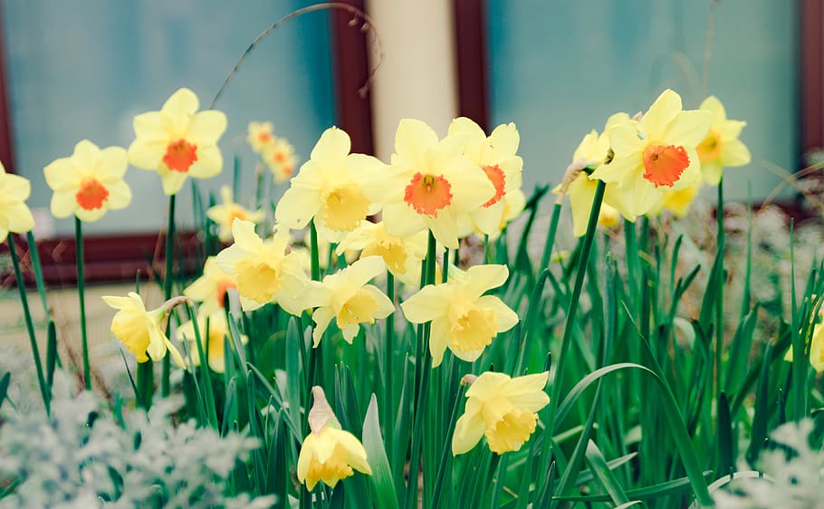 flower, spring, flowering plant, freshness, yellow, beauty in nature HD wallpaper