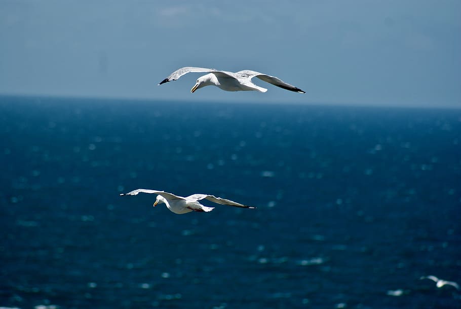 france, animals in the wild, animal wildlife, animal themes HD wallpaper