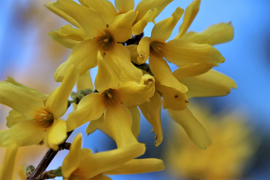 forsythia, yellow, bud, branches, close up, spring, flowers HD wallpaper