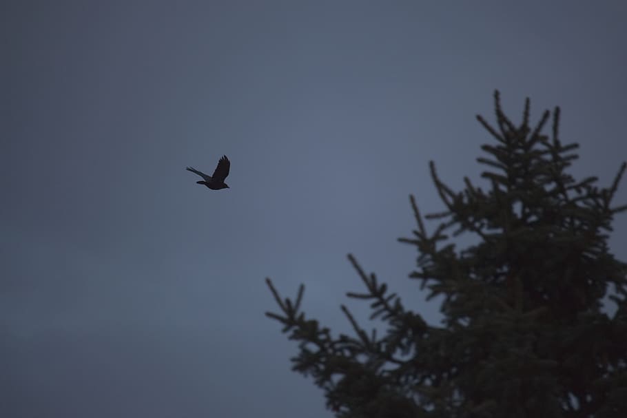 bird, simple, tree, cloudy, low angle view, animal, vertebrate HD wallpaper