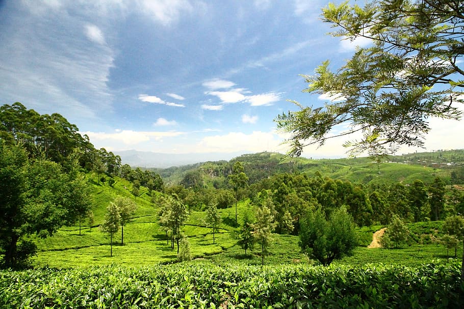 sri lanka, lipton's seat, srilanka, ceylon, landscape, india, HD wallpaper