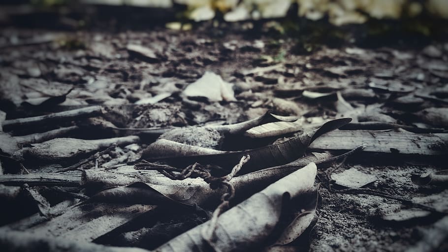 plant part, leaf, selective focus, nature, no people, close-up HD wallpaper