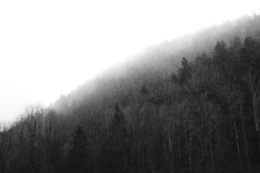 green trees with mist, nature, weather, outdoors, fog, wilderness HD wallpaper