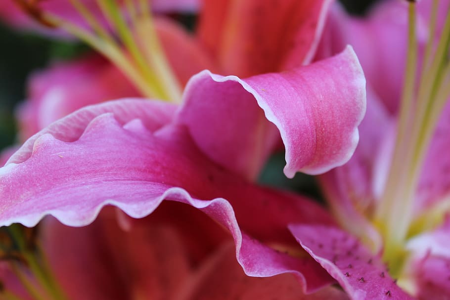 canada, vancouver, flower, flowering plant, freshness, beauty in nature HD wallpaper