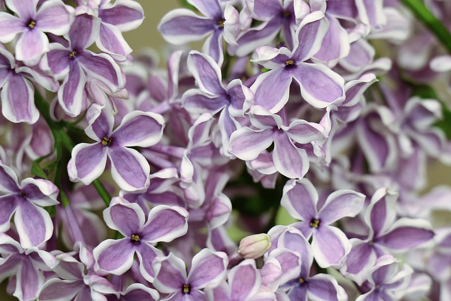 lilac, spring, nature, flowers, bloom, purple, flora, holiday HD wallpaper