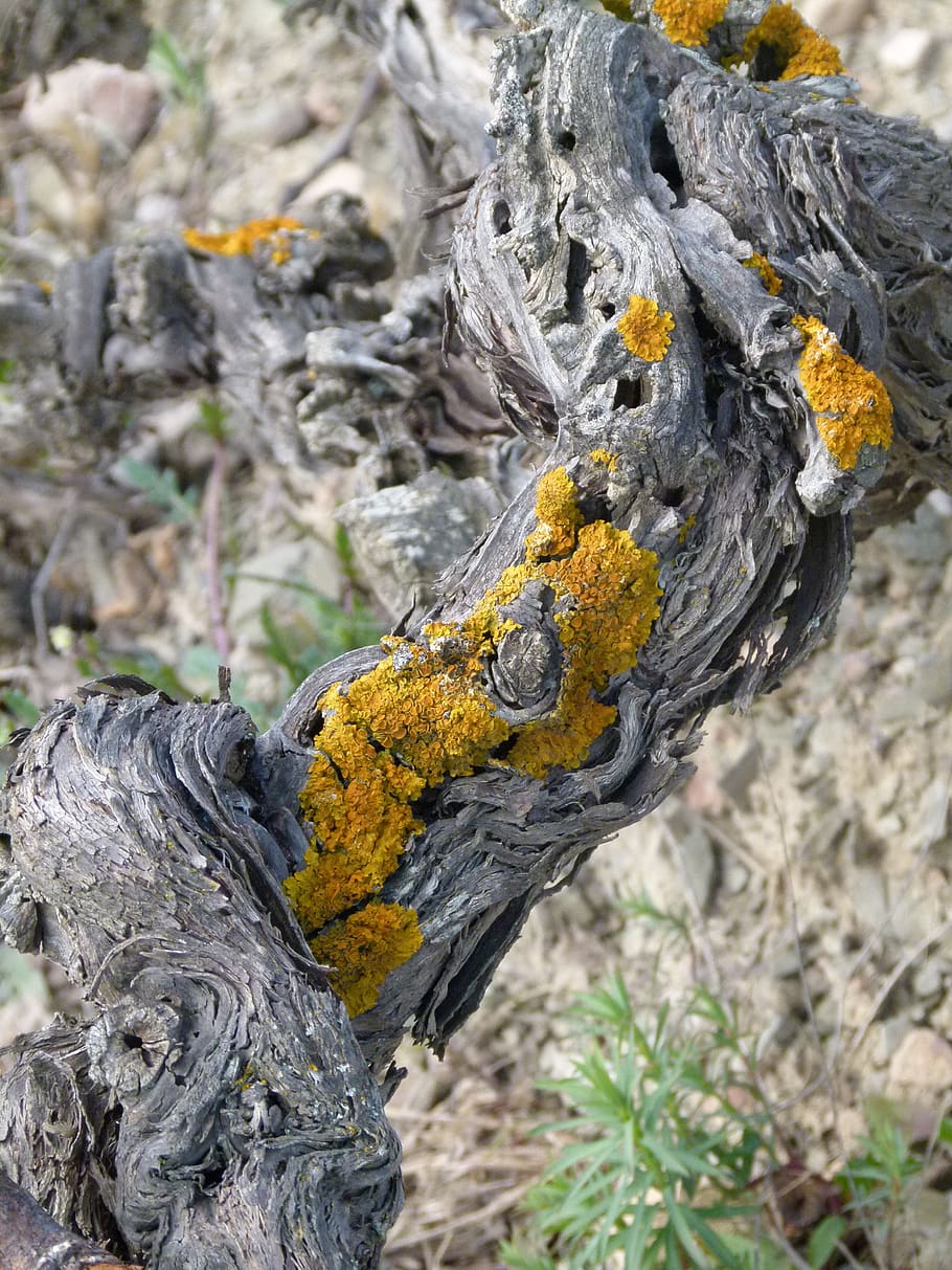 vine, texture background, lena, wood, strain, lichen, focus on foreground HD wallpaper