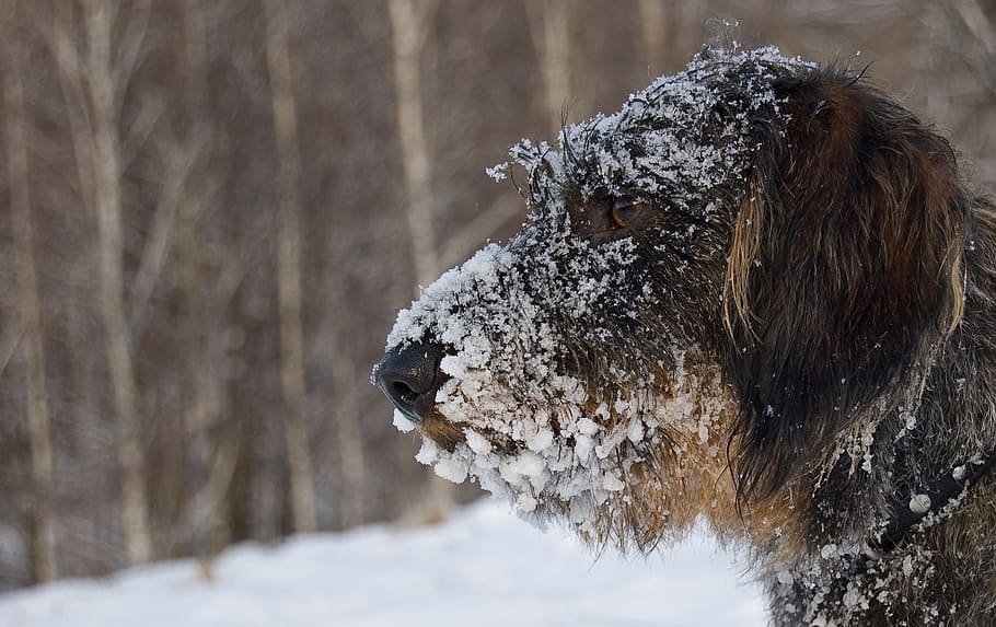 Long-coated Brown and Black Dog, animal, cold, cute, pet, snow HD wallpaper