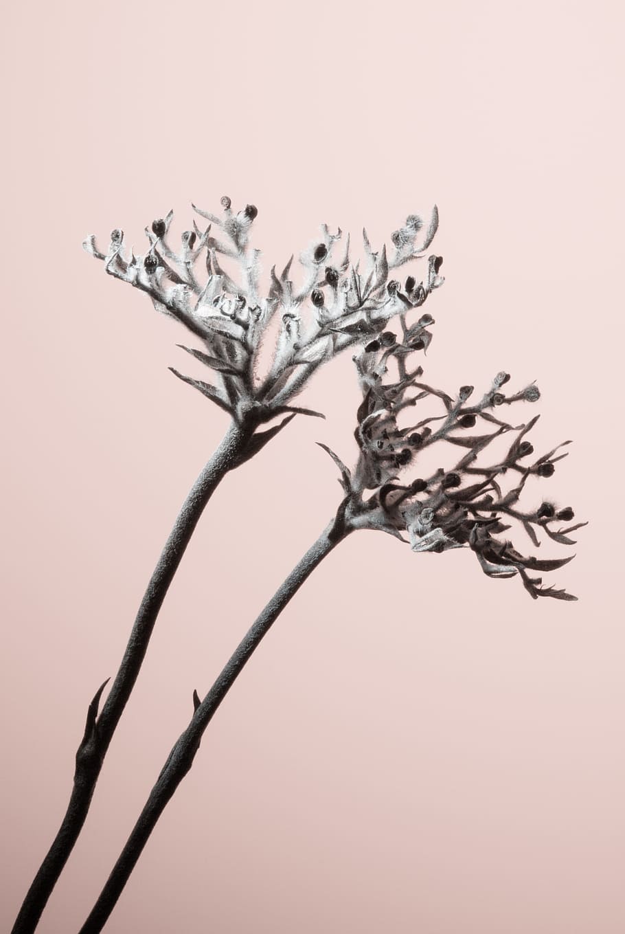 white leafed plants, botanical, blank space, pink, twig, branch HD wallpaper