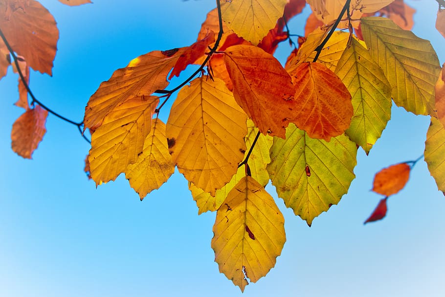 leaves, beech, autumn, mood, fall color, bright, atmospheric HD wallpaper