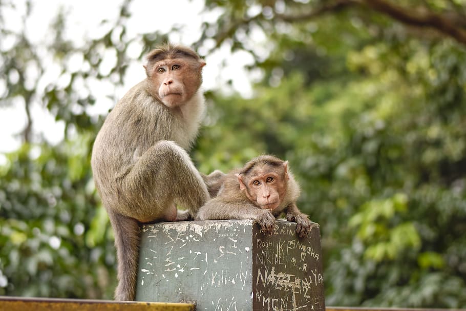 monkey, mom, care, forest, wayanad, primate, animal wildlife HD wallpaper