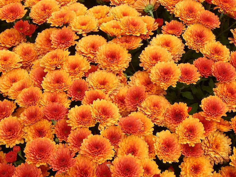 orange flowers, freshness, fragility, plant, flowering plant HD wallpaper