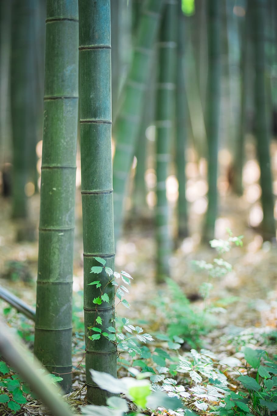 bamboo, landscape, tabitha, background, abstract, bamboo - plant, HD wallpaper